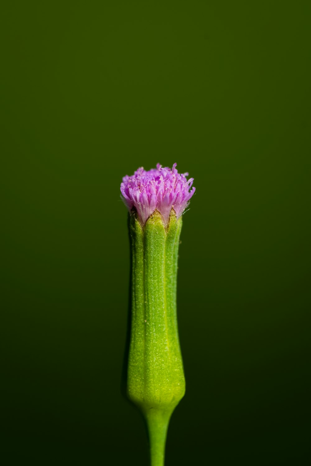 a purple flower with a green stem sticking out of it