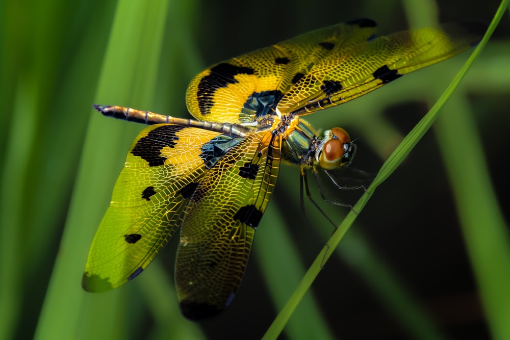 um par de libélulas amarelas e pretas sentadas em cima de uma planta verde