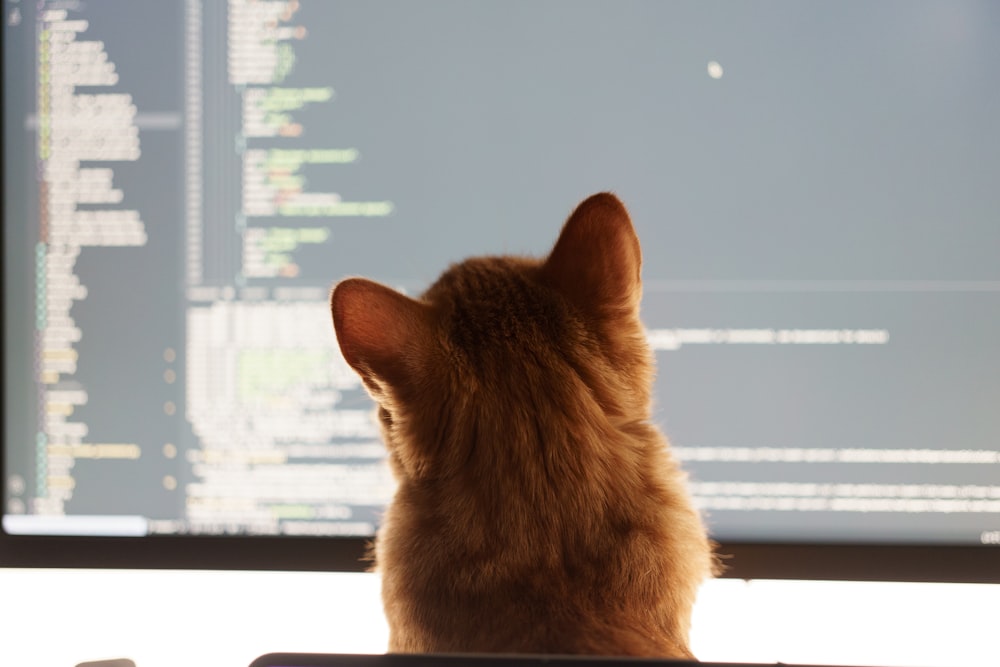 a cat sitting in front of a computer monitor