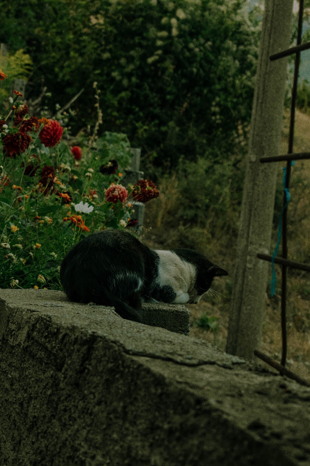 un gato blanco y negro acostado en lo alto de una roca