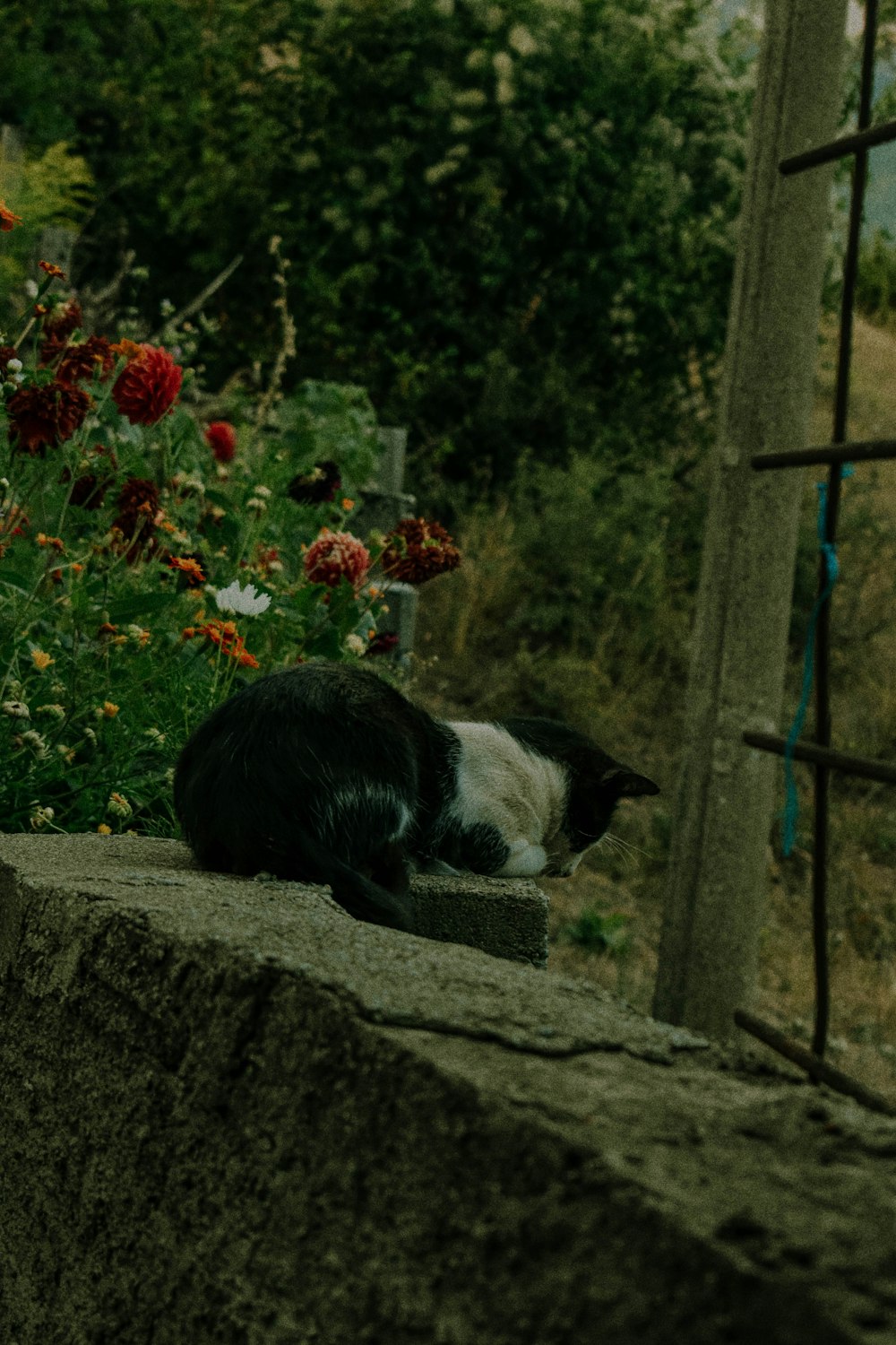 a black and white cat laying on top of a rock