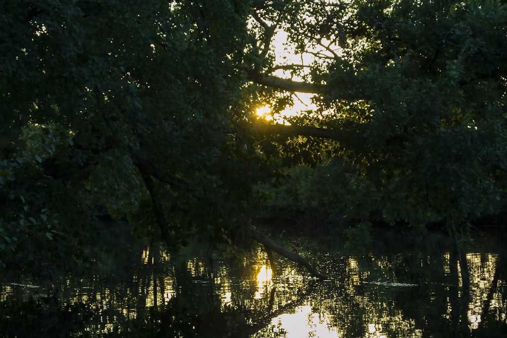 the sun is shining through the trees over the water