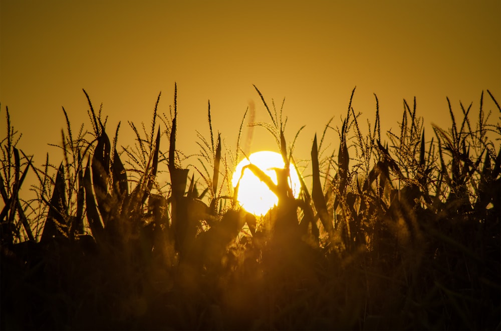 the sun is setting over a corn field