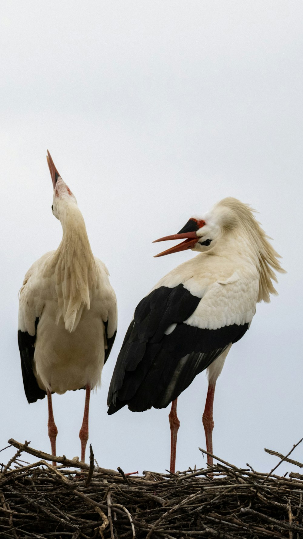 a couple of birds standing on top of a nest