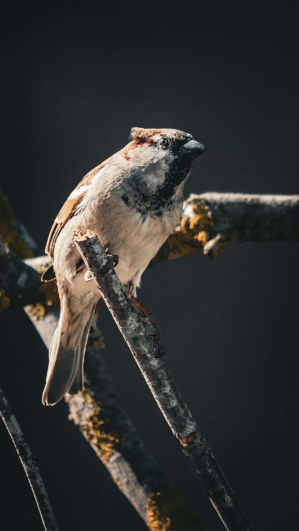 a small bird perched on a tree branch