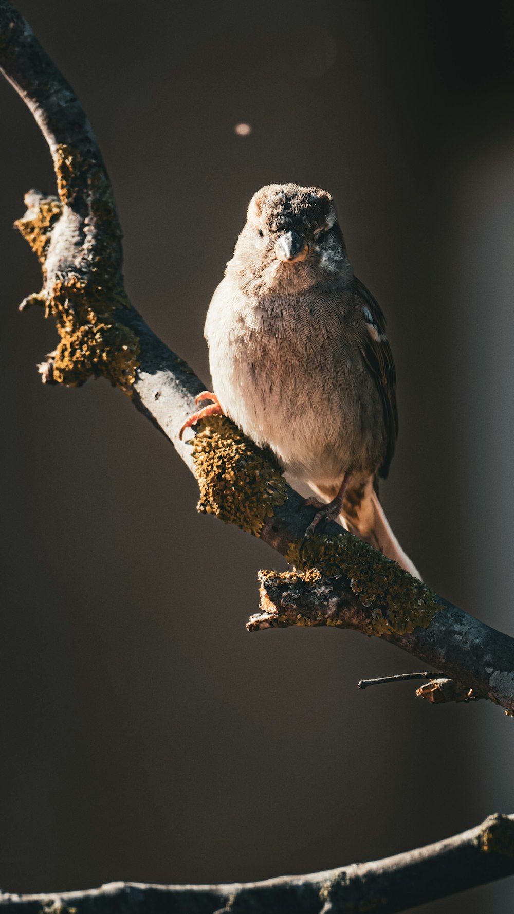 a small bird perched on a branch of a tree