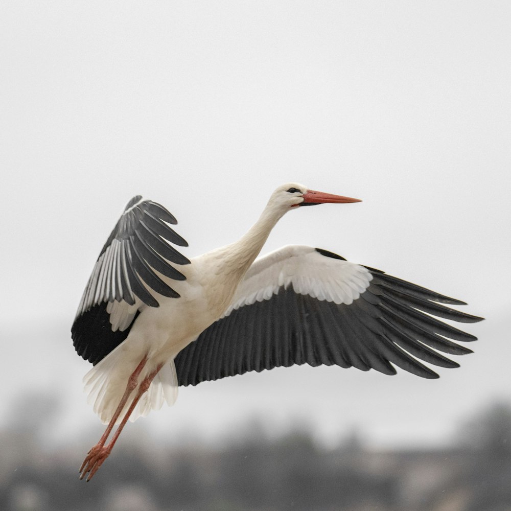 un pájaro blanco y negro volando en el cielo