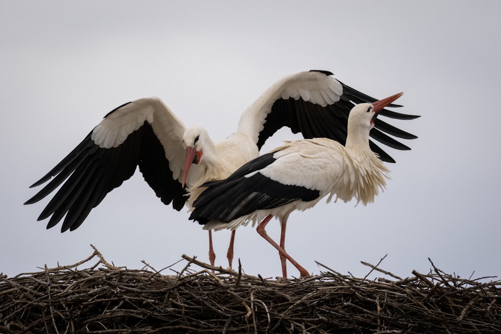 a couple of birds standing on top of a nest