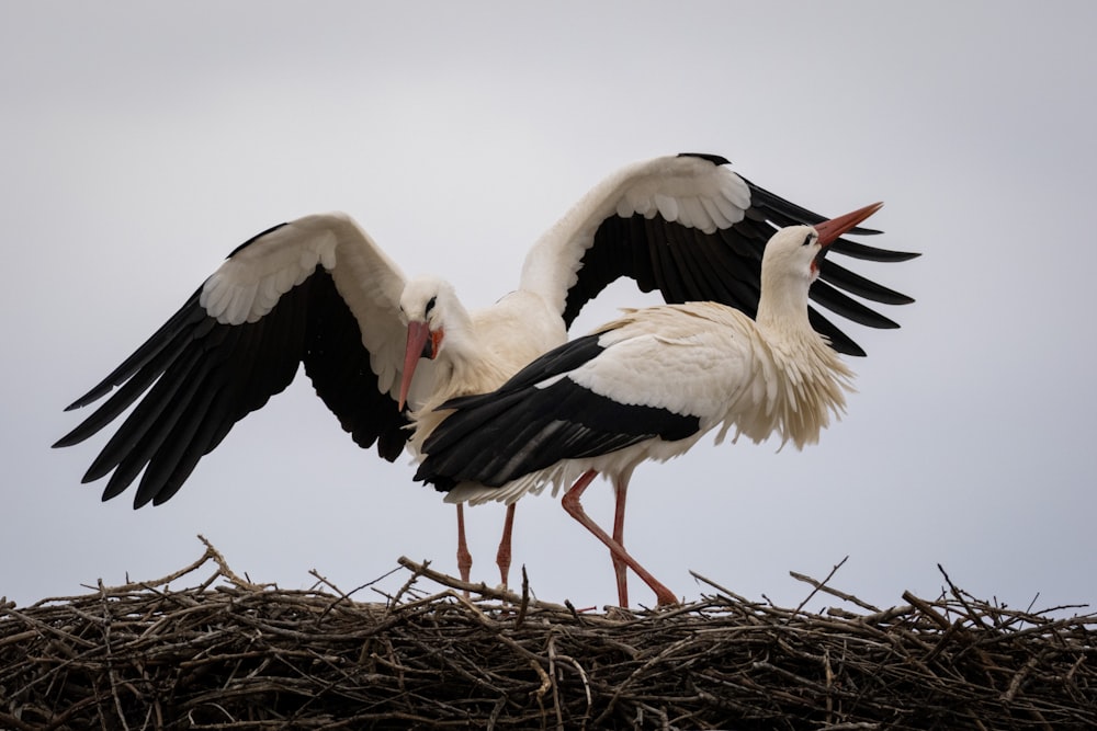 una coppia di uccelli in piedi in cima a un nido
