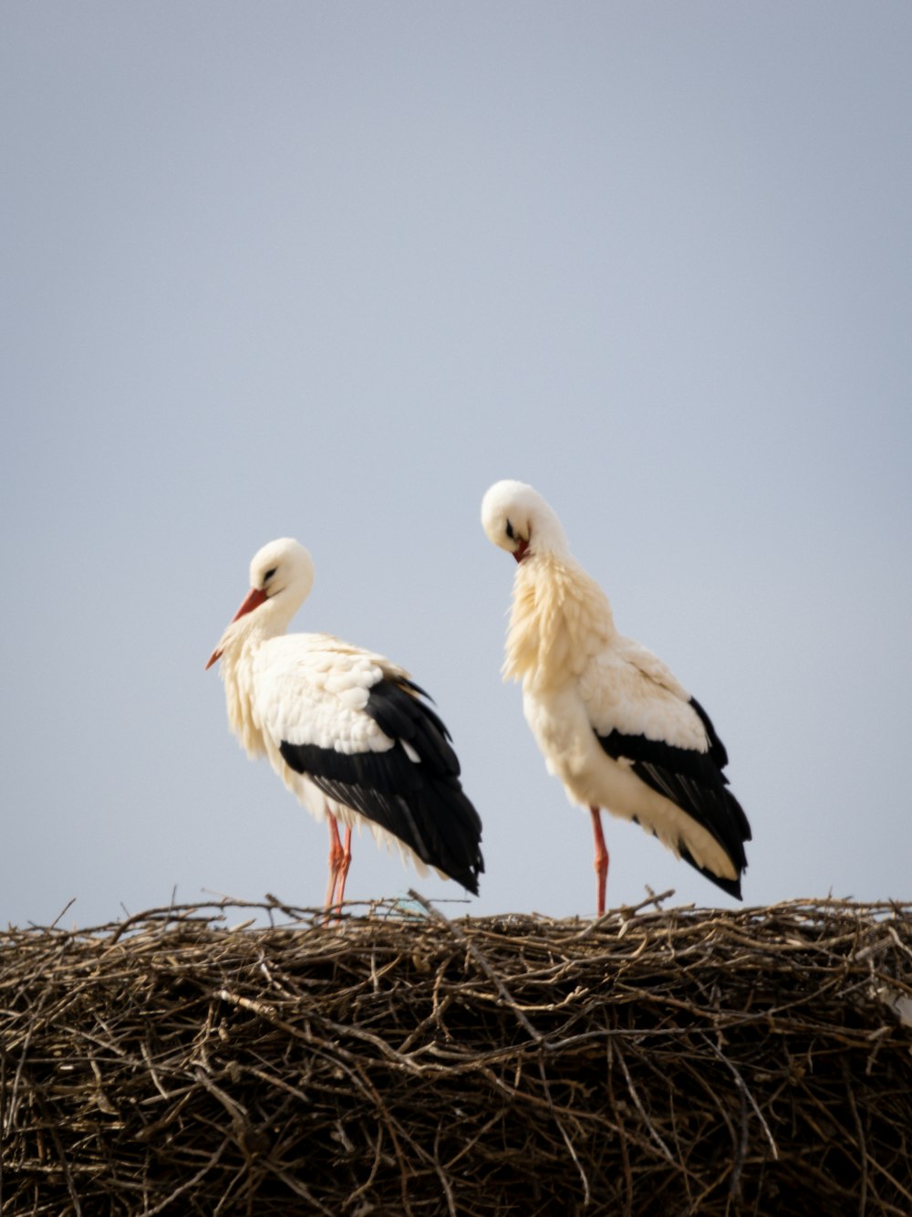 a couple of birds standing on top of a nest