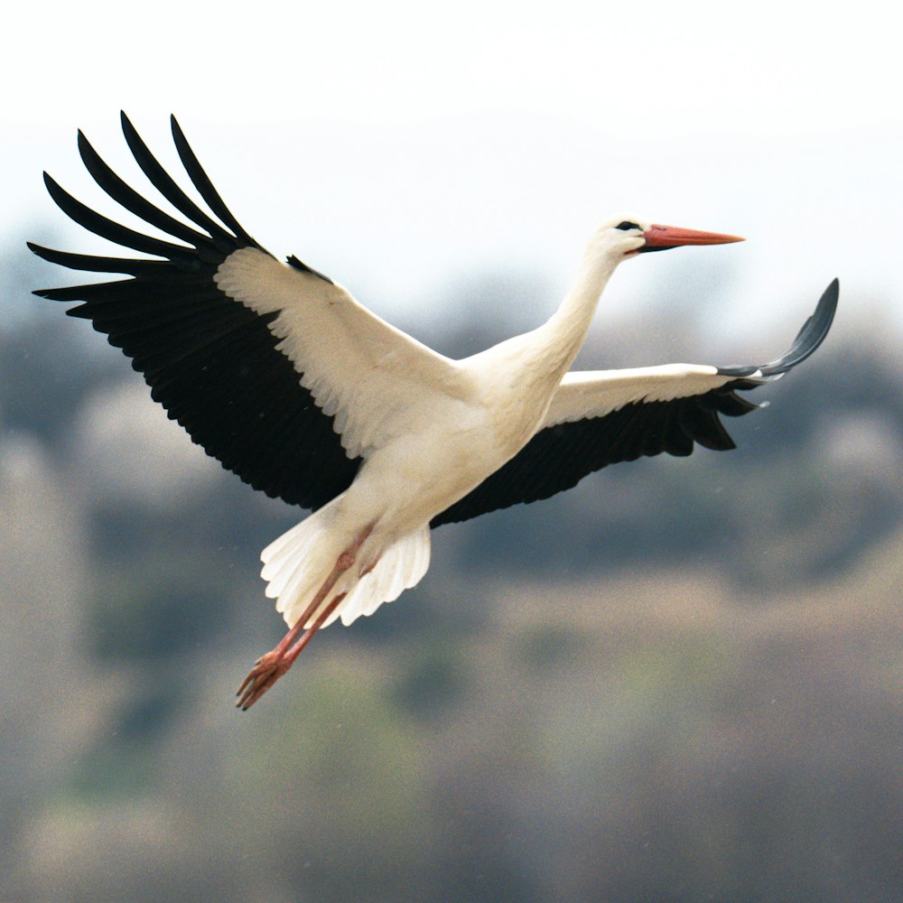 a large white and black bird flying in the sky