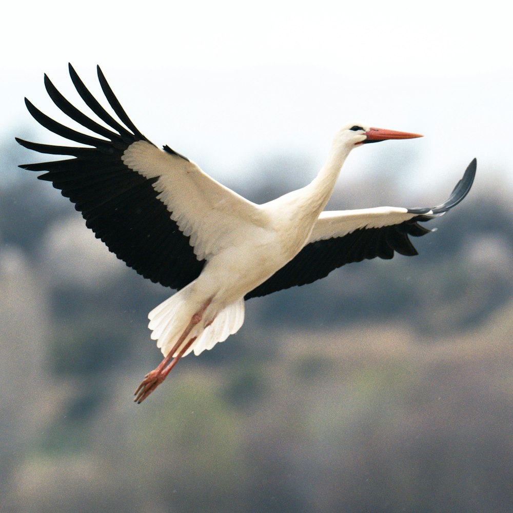 un grand oiseau blanc et noir volant dans le ciel