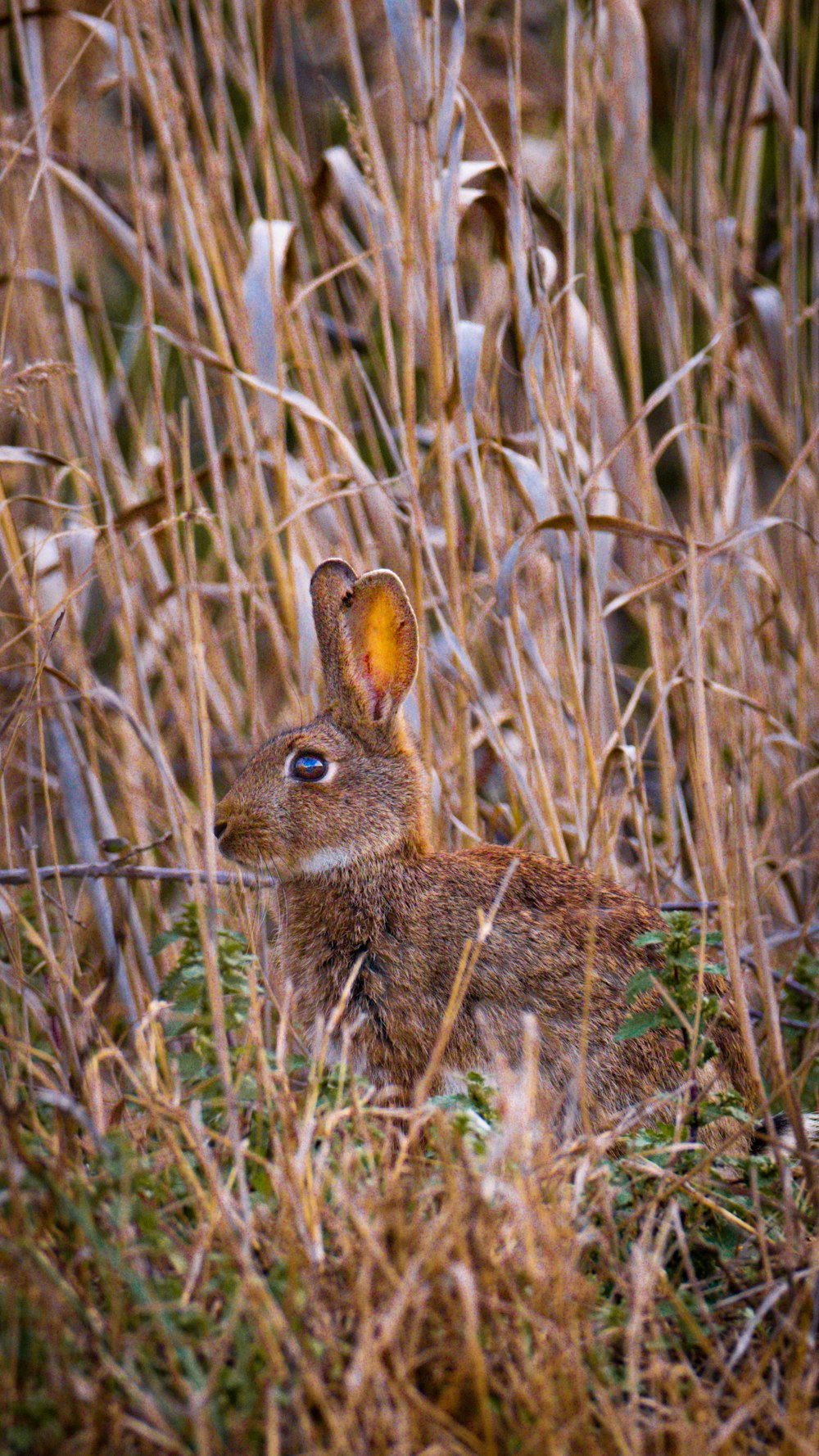 a small rabbit sitting in a field of tall grass