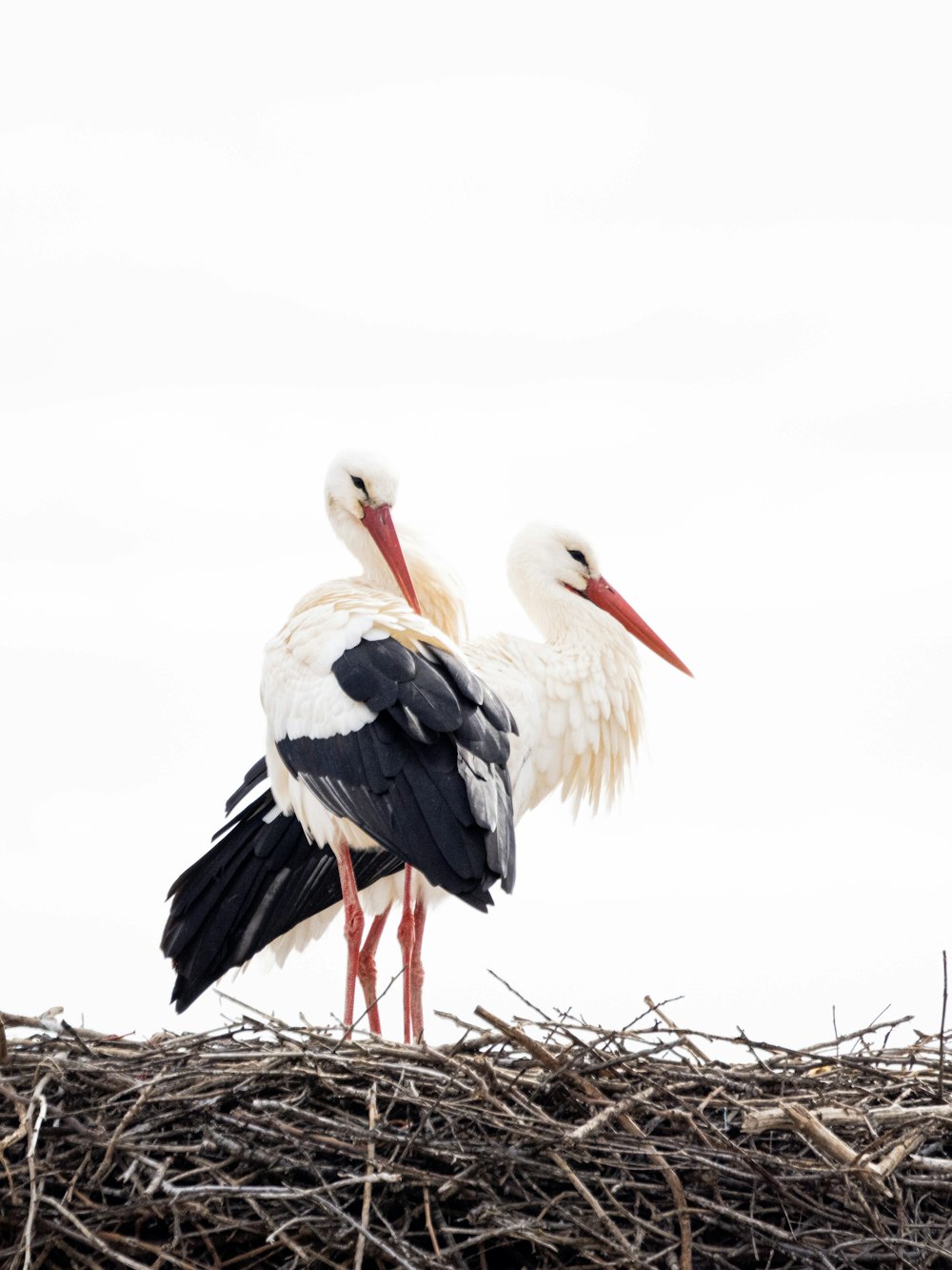 a couple of birds standing on top of a nest