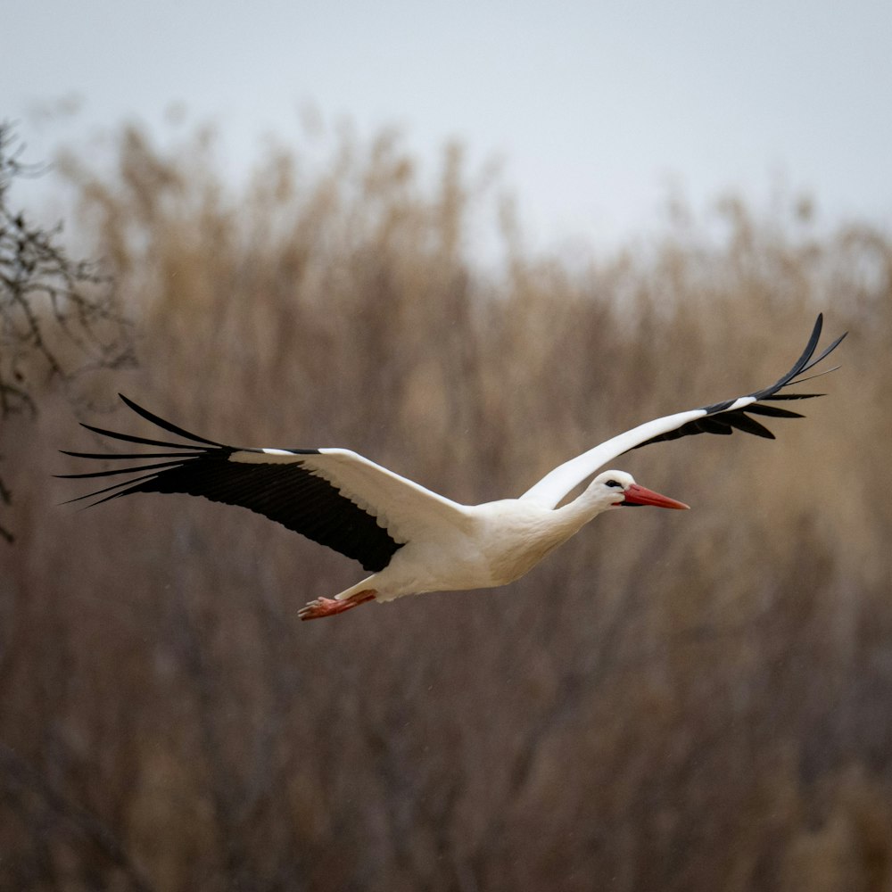 un oiseau blanc et noir volant au-dessus d’un champ