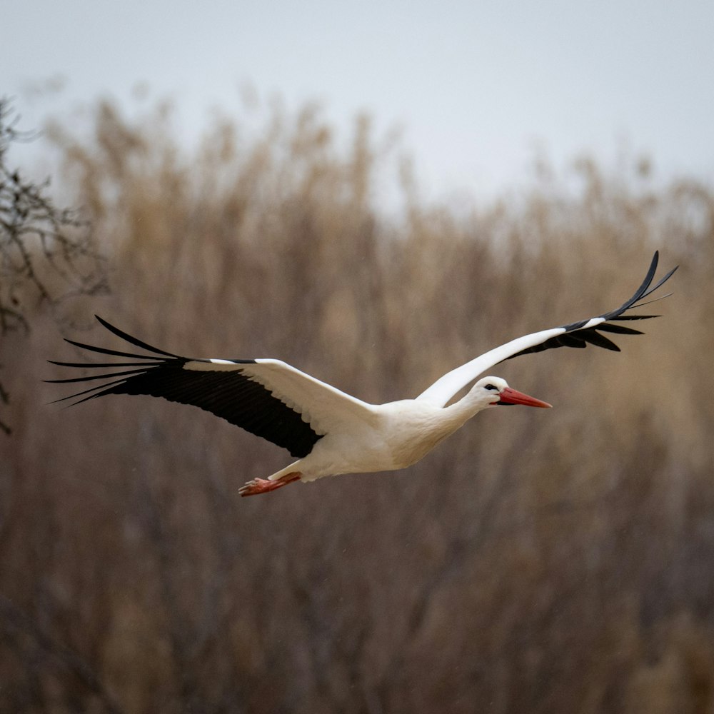 a white and black bird flying over a field