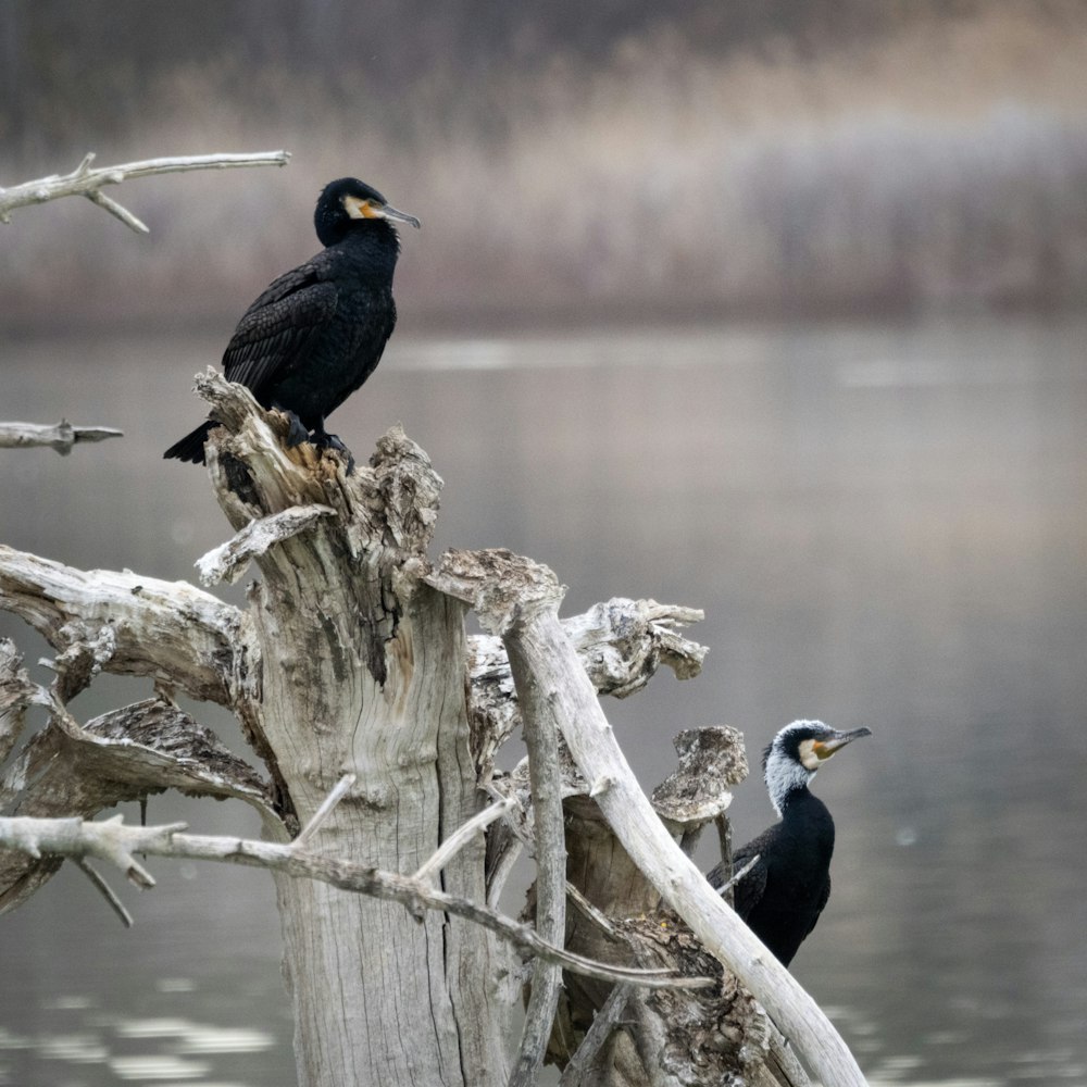 Un par de pájaros sentados en lo alto de un tocón de árbol