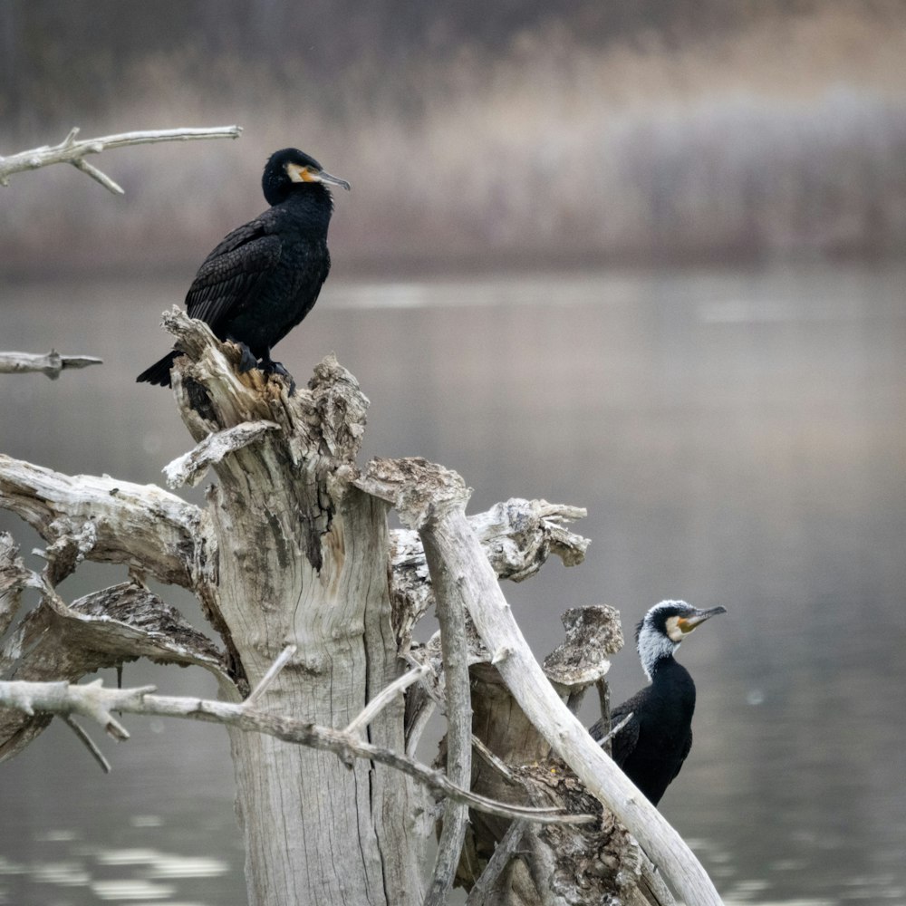 un couple d’oiseaux assis au sommet d’une souche d’arbre