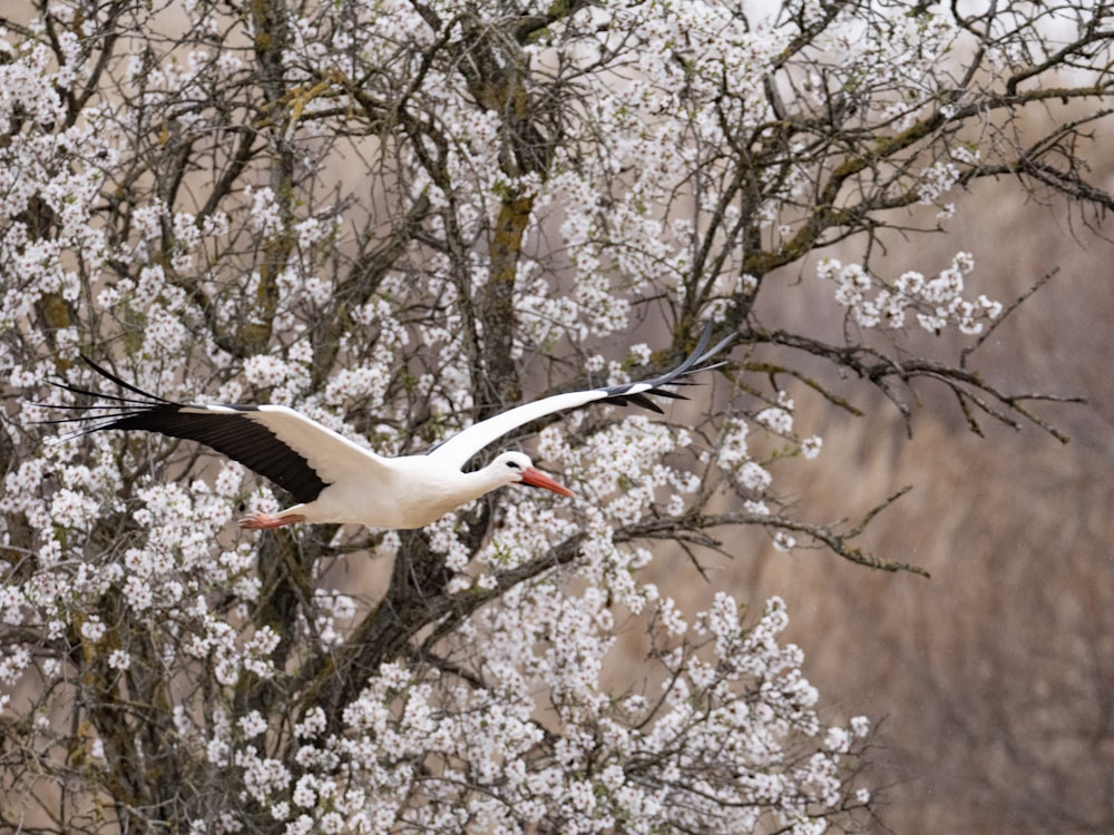 a large white bird flying over a tree