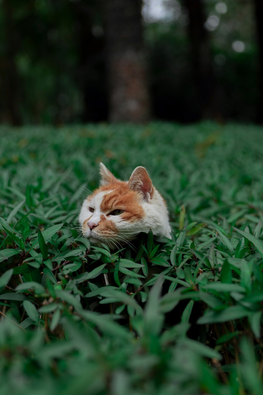 an orange and white cat laying on top of a lush green field