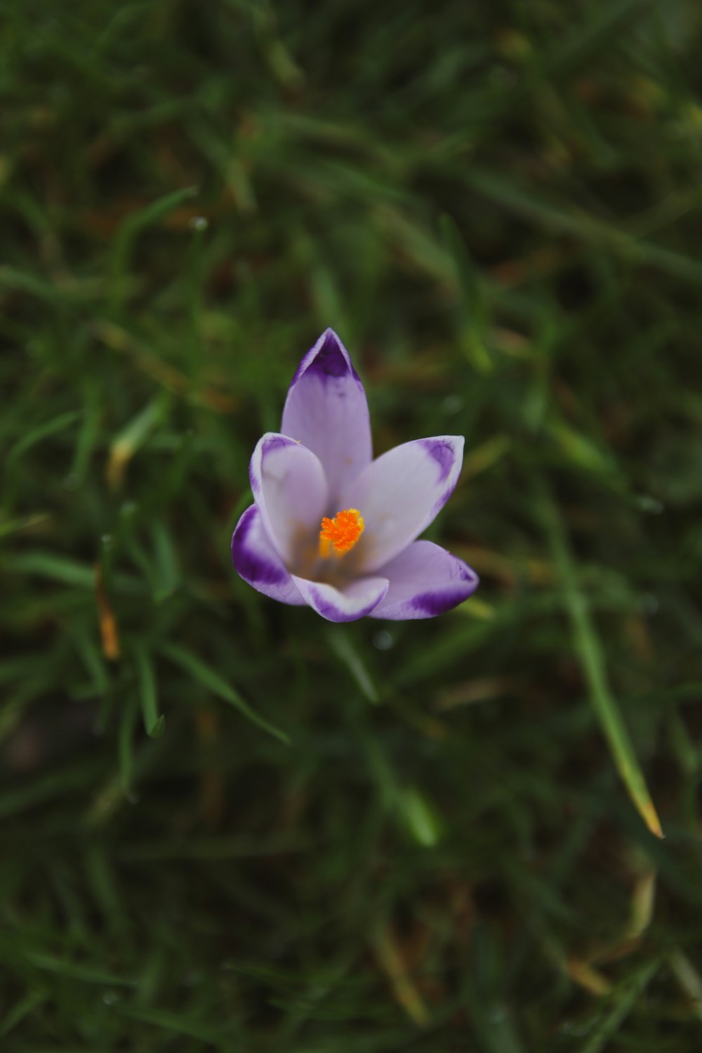 a purple and white flower sitting in the grass