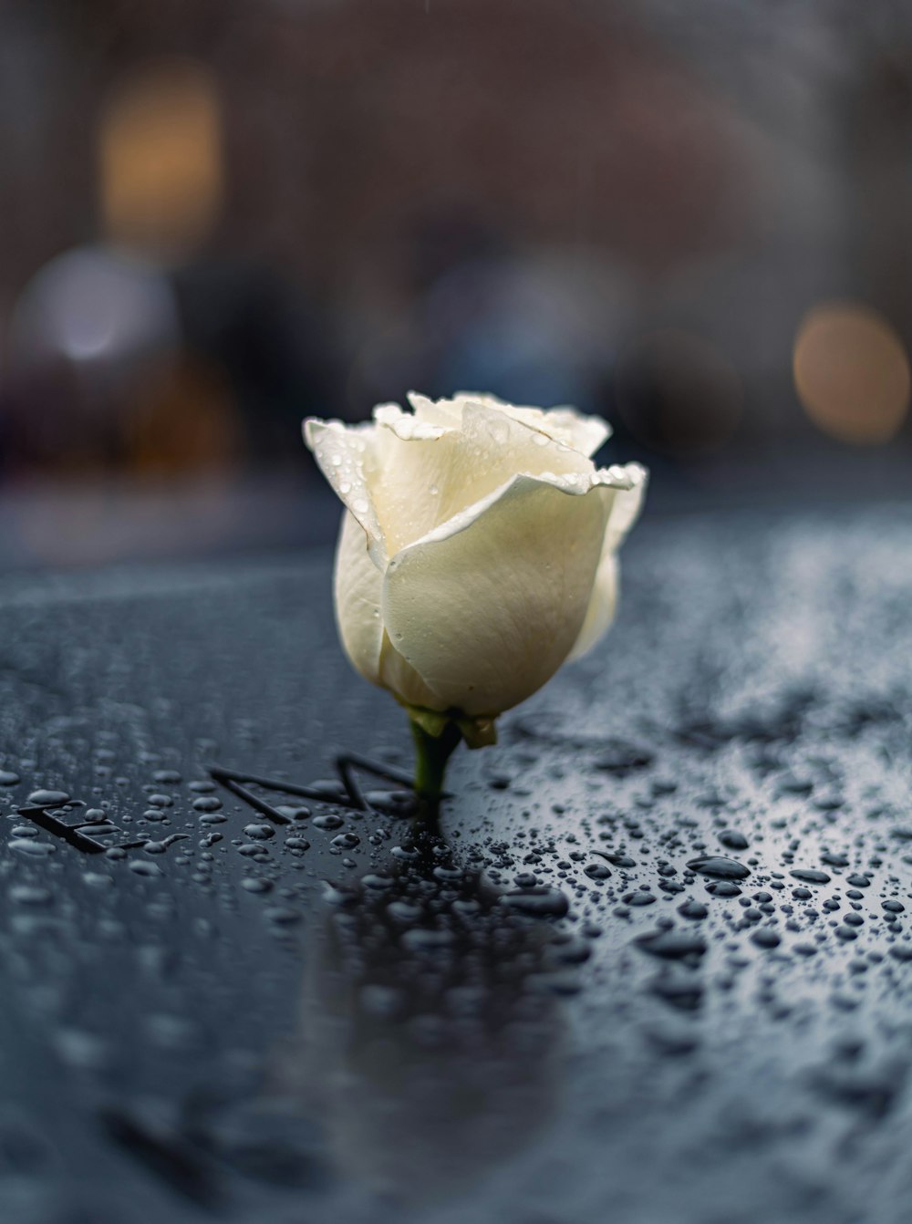 uma única rosa branca sentada em cima de uma superfície molhada