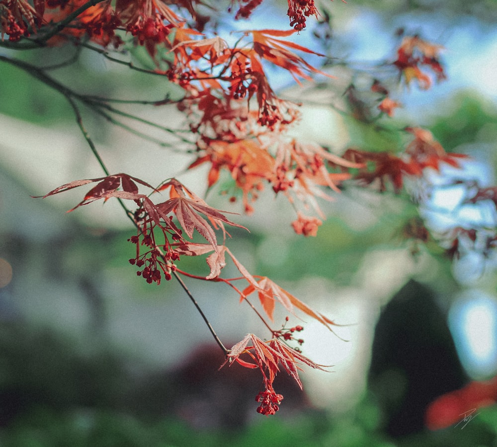 a close up of a tree with red leaves