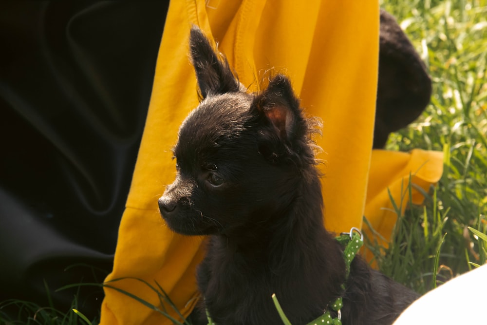 a small black dog sitting on top of a lush green field