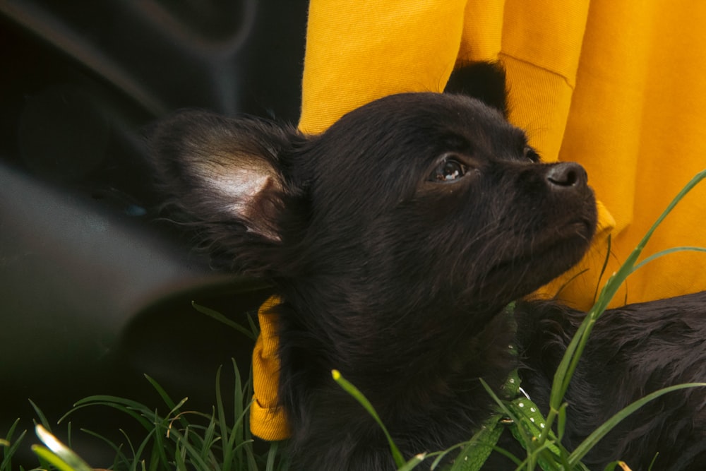 青々とした緑の野原の上に横たわる小さな黒い犬