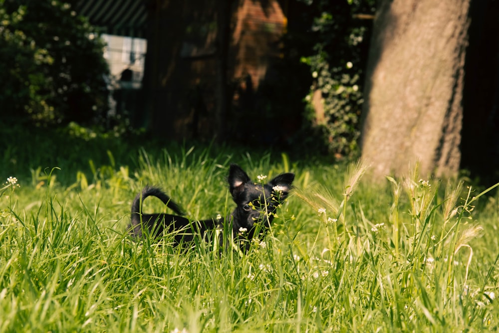 a small black dog laying in the grass