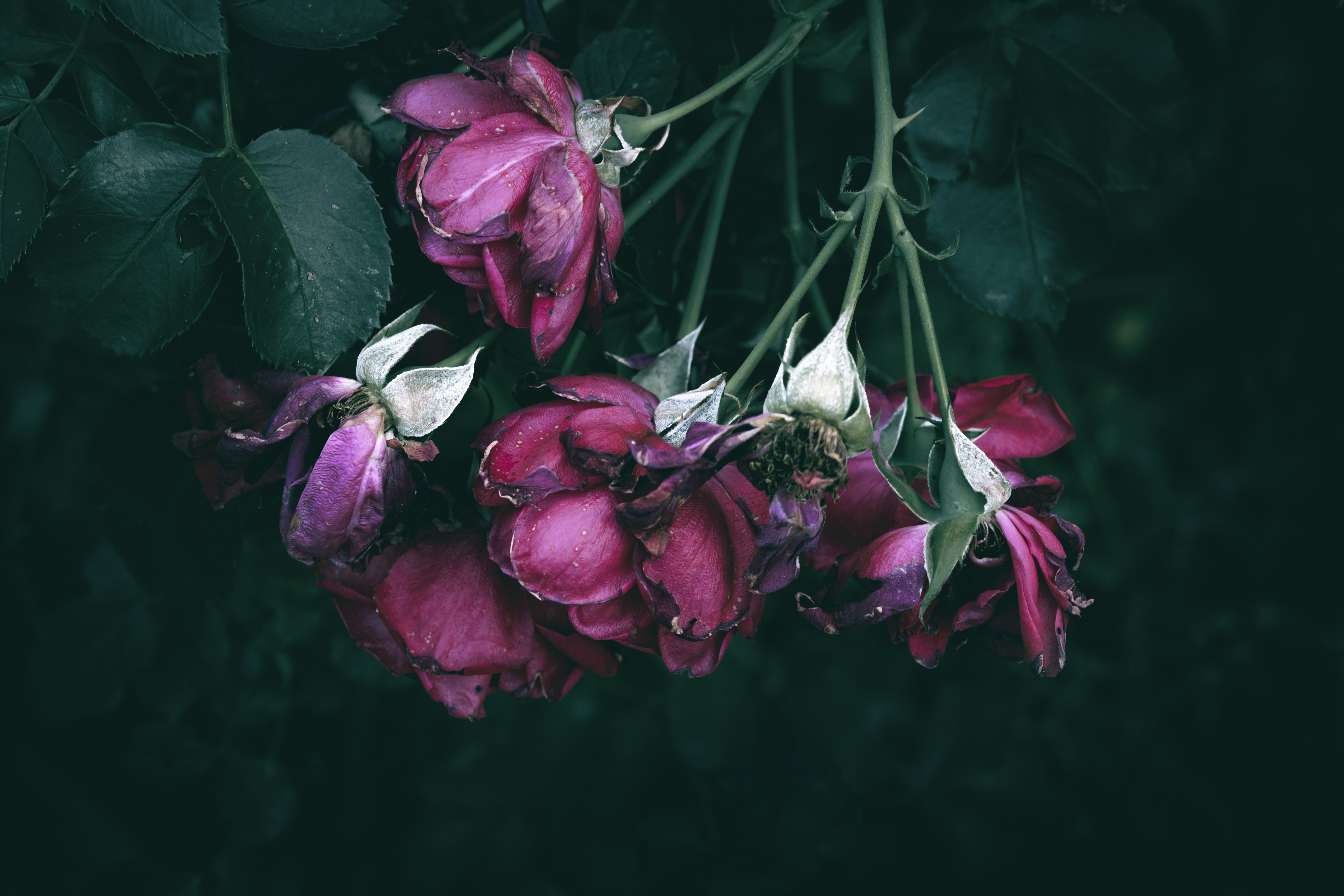 a bunch of flowers that are on a branch