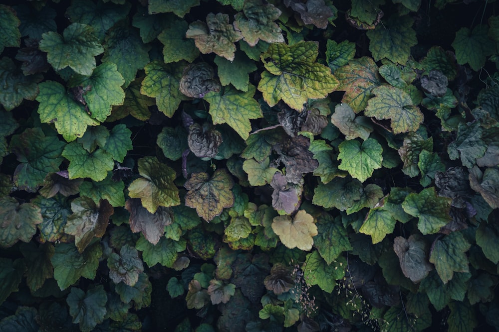 a close up of a plant with green leaves