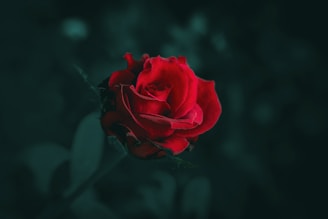 a single red rose on a black background