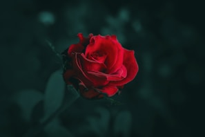 a single red rose on a black background