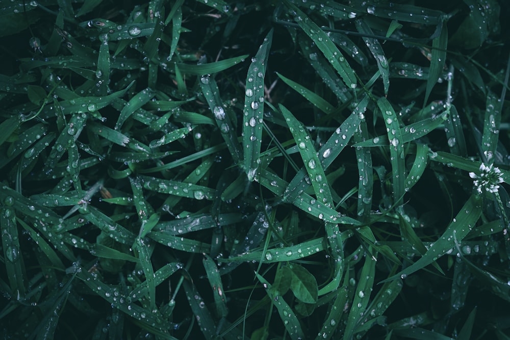 a bunch of green grass with water droplets on it