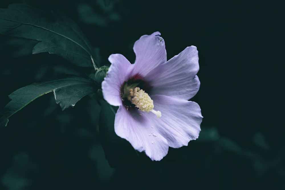 a purple flower with green leaves on a black background