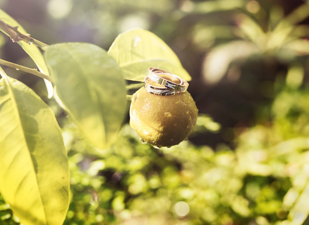 a couple of rings sitting on top of a fruit on a tree