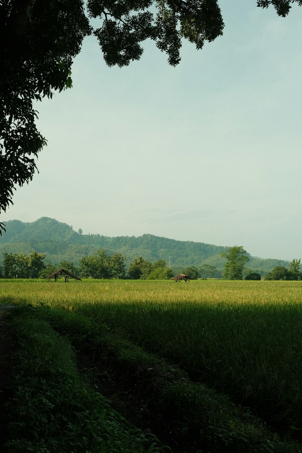 a grassy field with trees and mountains in the background