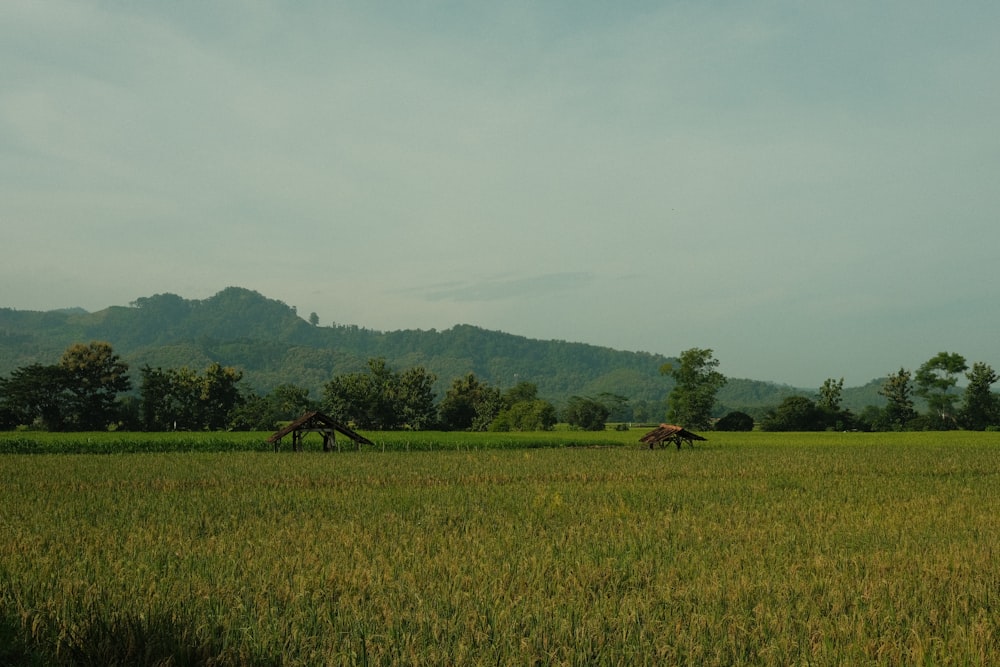 a large field of grass with mountains in the background