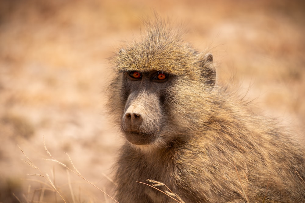 a close up of a baboon looking at the camera