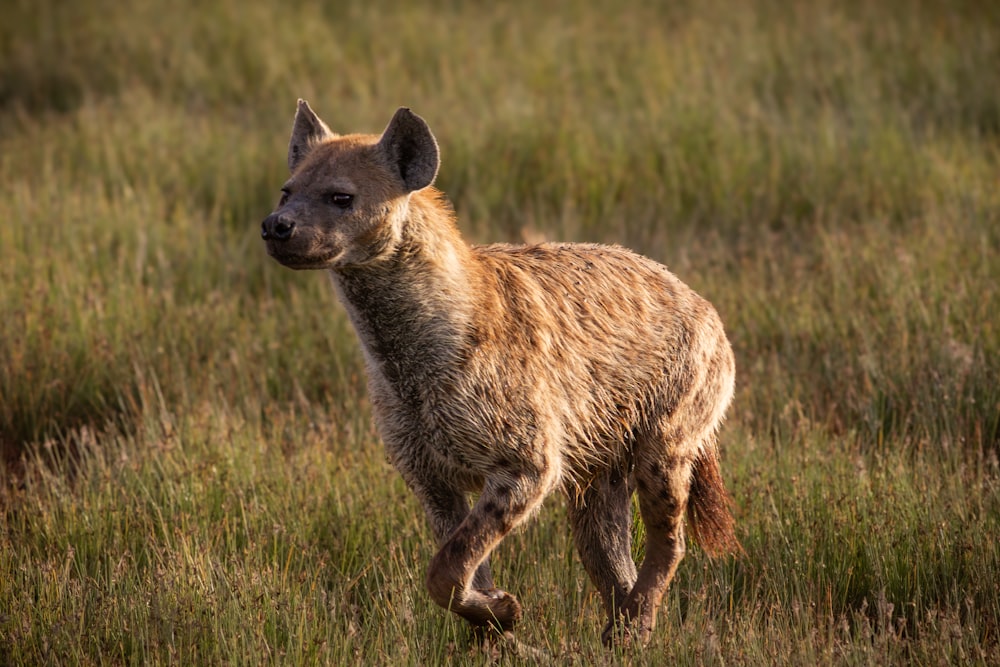 a hyena walking through a field of tall grass