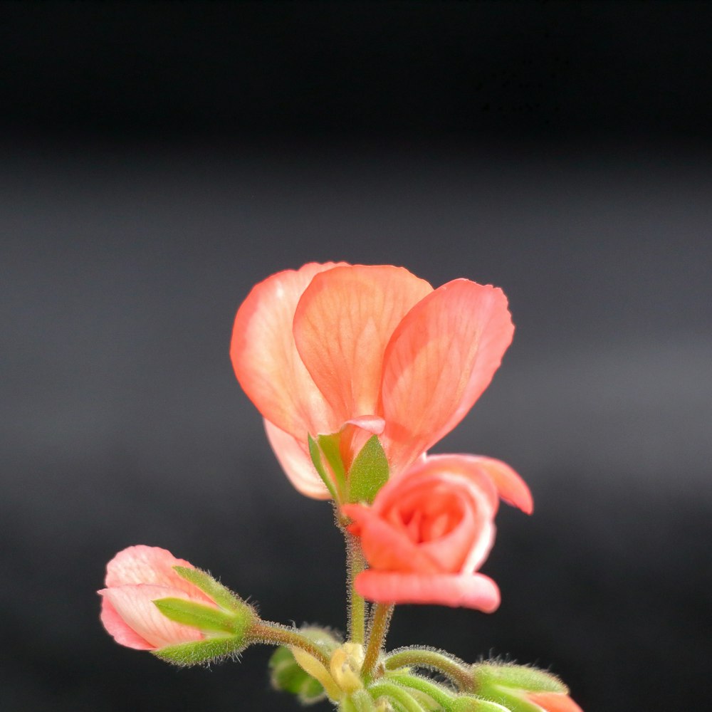 a close up of a flower with a black background