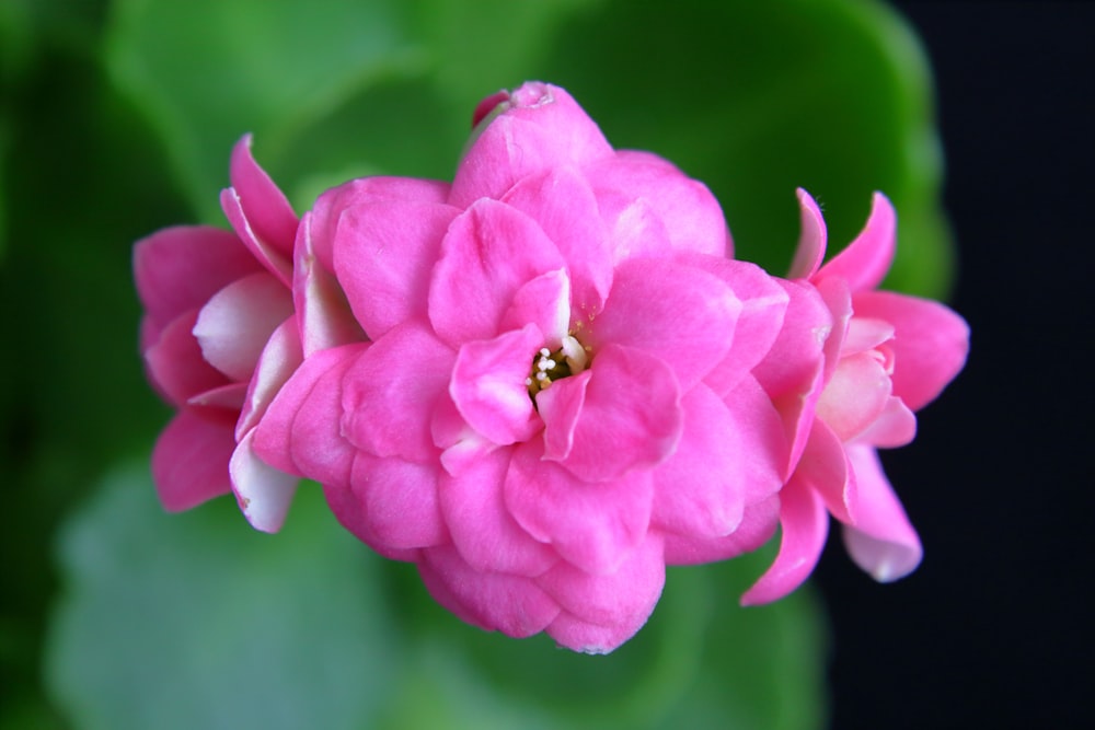 a close up of a pink flower with green leaves