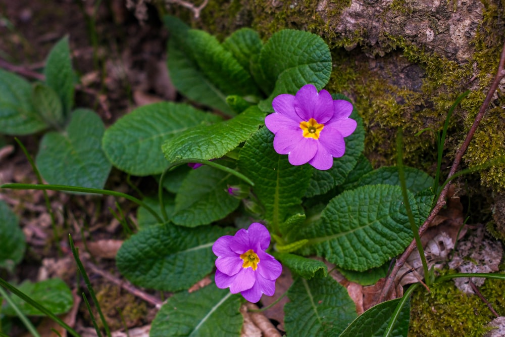 due fiori viola che spuntano dal terreno