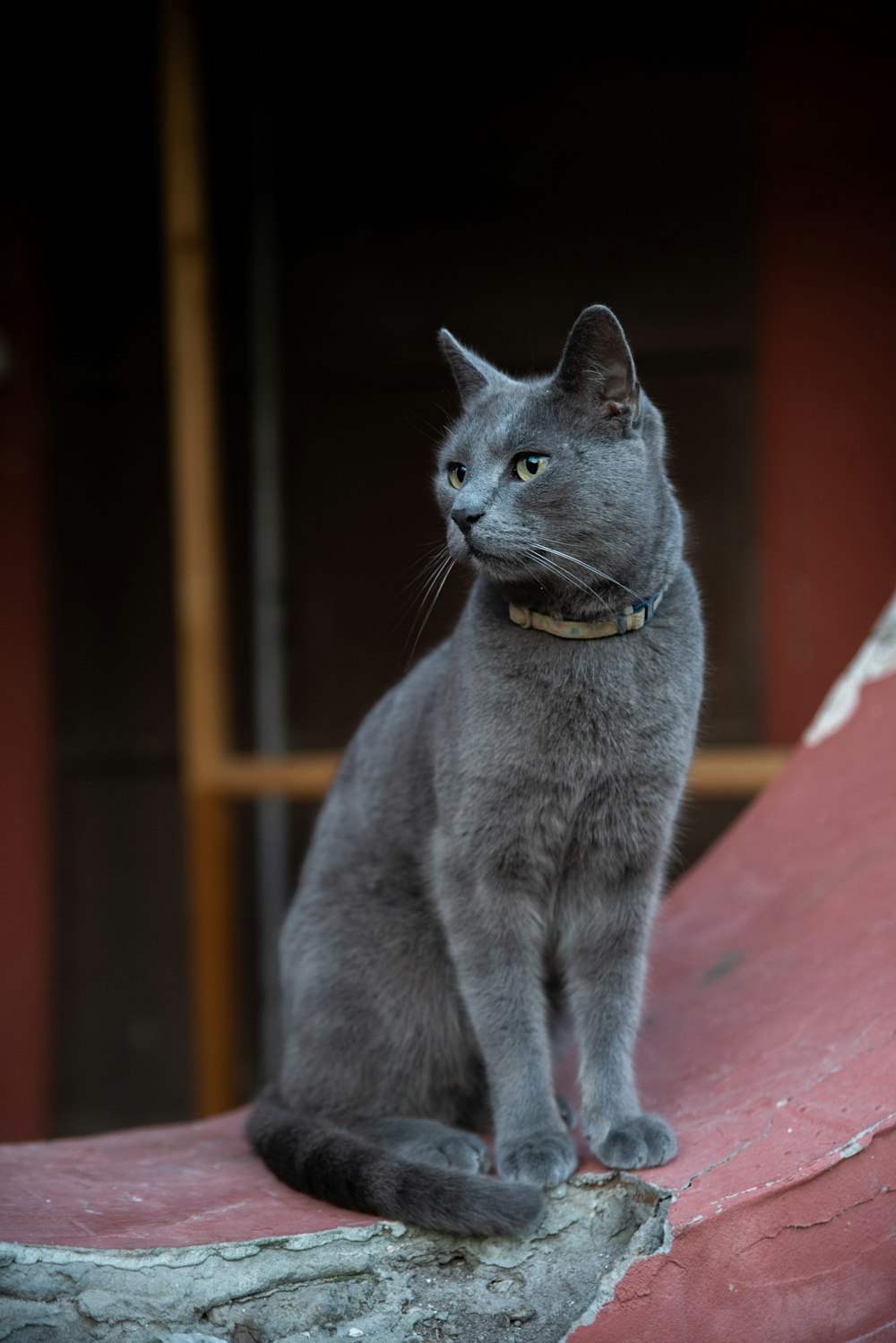 a gray cat sitting on top of a red roof