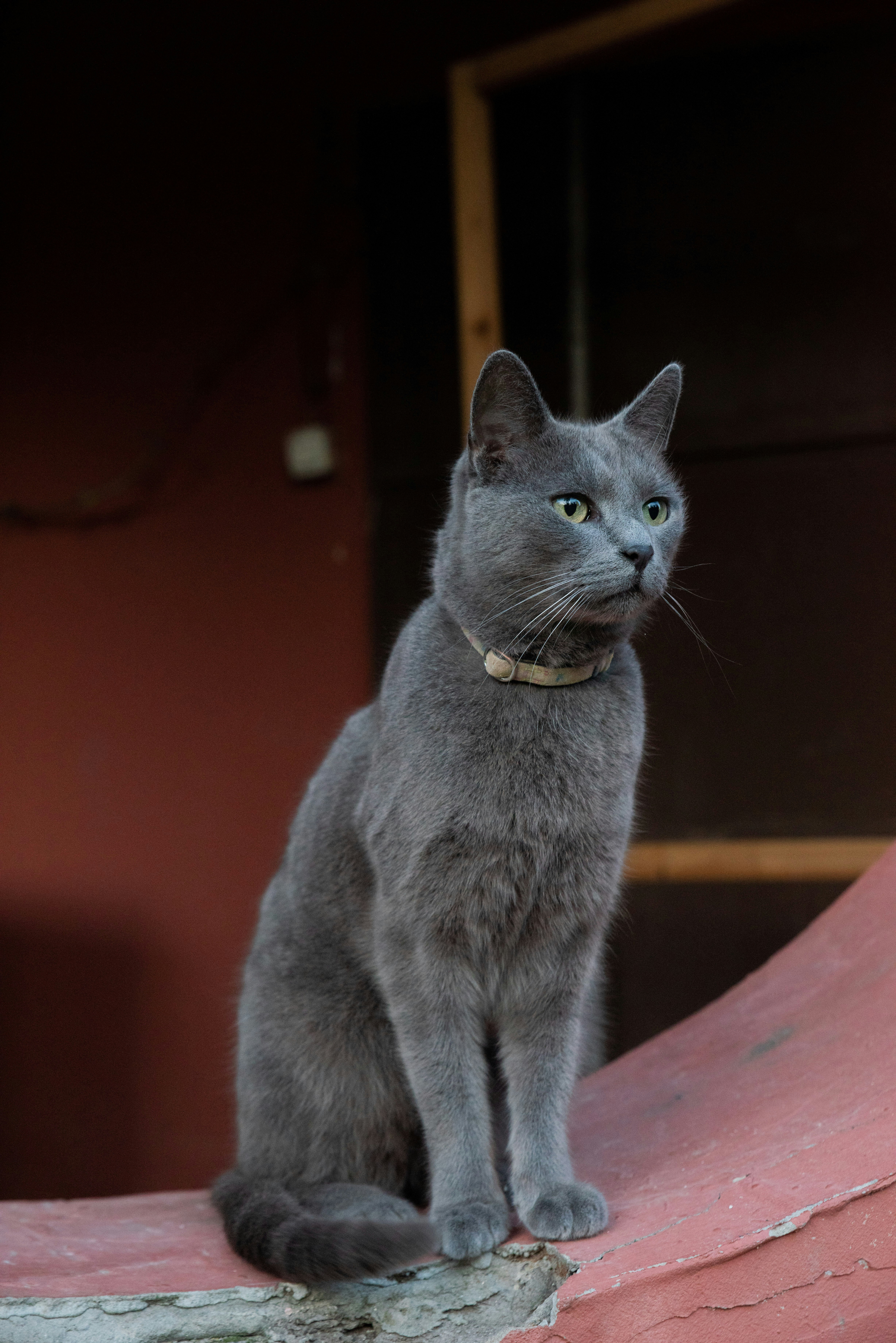 a gray cat sitting on top of a roof