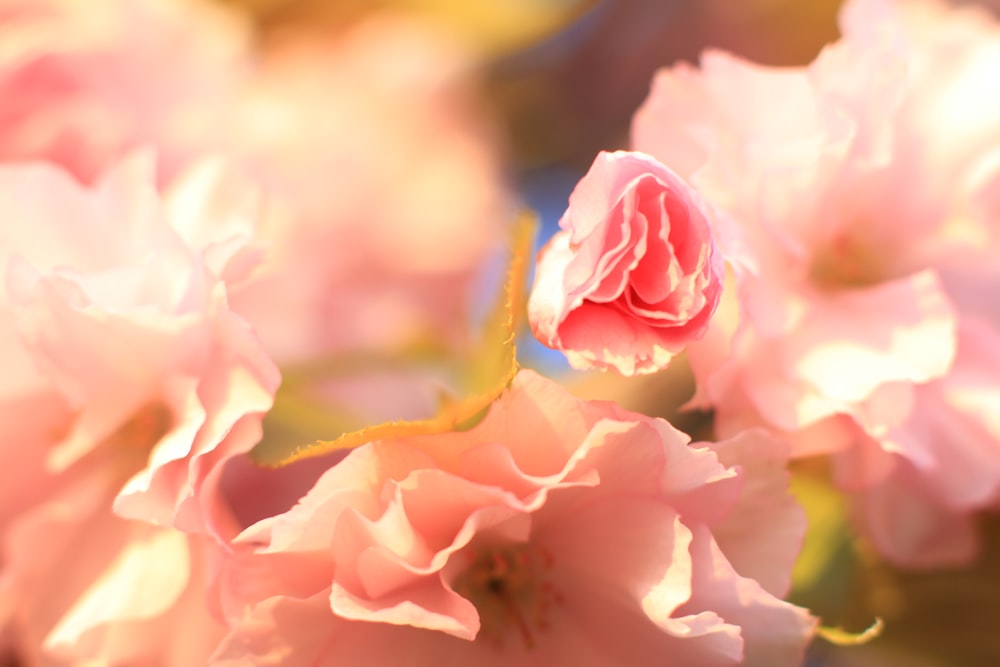 un gros plan de fleurs roses avec un arrière-plan flou