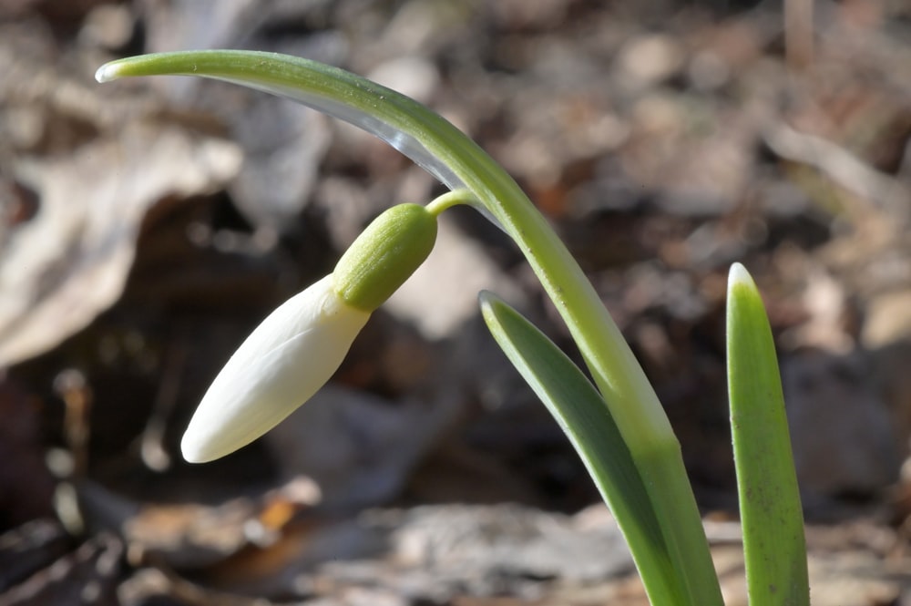 a close up of a flower on the ground