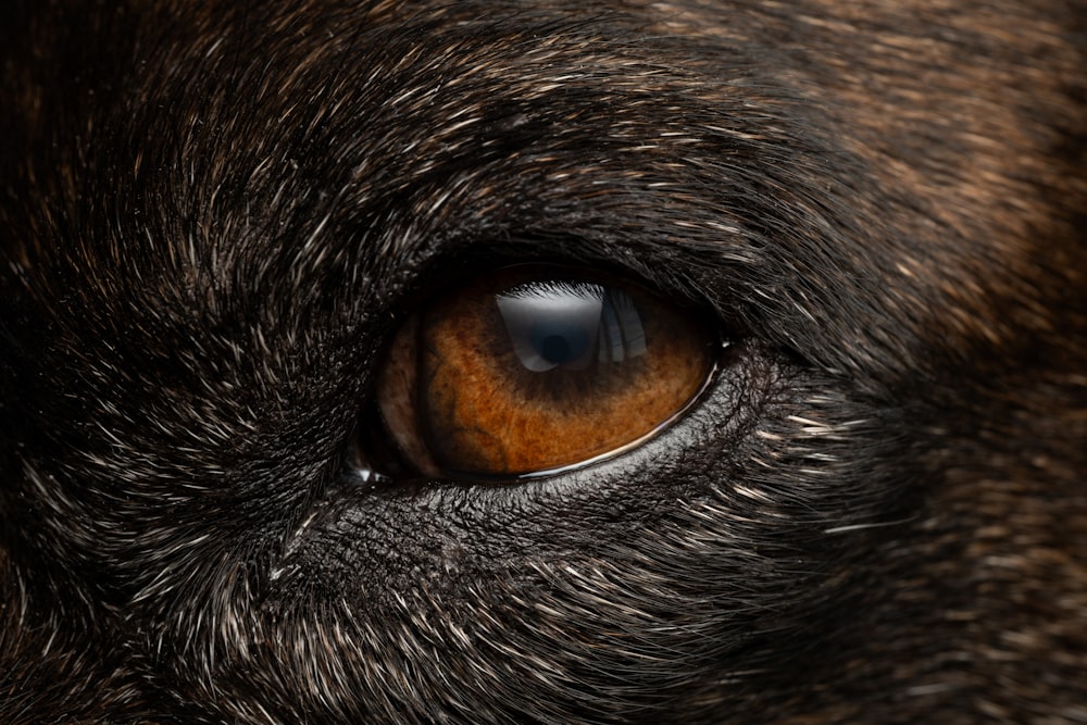 a close up of a brown dog's eye