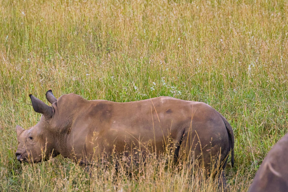 a rhino standing in a field of tall grass